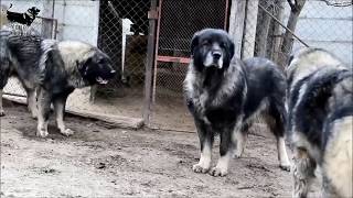 alpha vs omega dog ( Rank Fight )