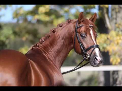 Viuda von Worrenberg, Hann, Van Vivaldi X Hohenstein, 2015, gekörter Hengst