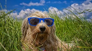 Havanese Health Checks: Vet Visits and Preventive Care PART 2