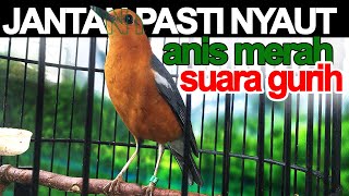 Download lagu ANIS MERAH Suara Ngeplong Gacor Kalau Burung Jantan dijamin Bereaksi dan Bunyi Ngelawan Pastinya lah mp3