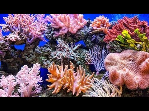 فيديو تعليمي