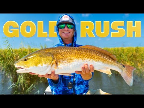 America's Fishing Gold Rush! Redfish in the Marsh (Venice, Louisiana)