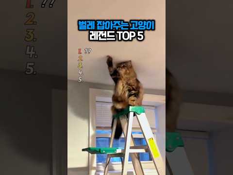 벌레 잡아주는 고양이 레전드 TOP 5