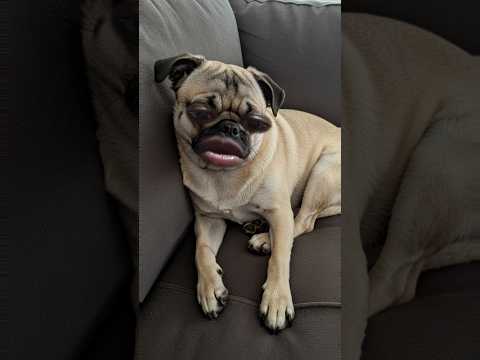 camedi #dogs #dog sound