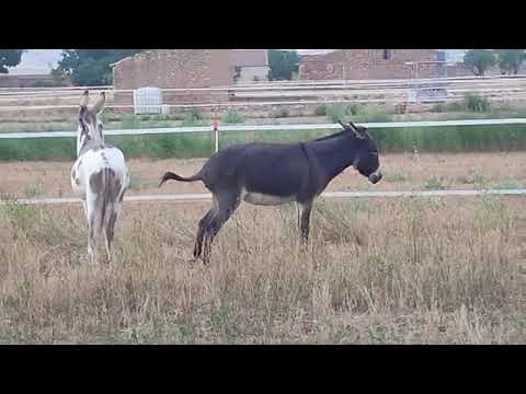 Horse Mating Donkey