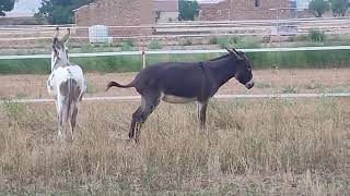 Donkey Mating Horse Mating Animal Mating Dog Mating Buffalo Mating Animal Mating Trend 