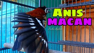 Download lagu pancingan Anis macan gacor tanpa henti di pagi hari mp3