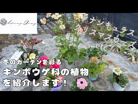 水キンポウゲ 植物