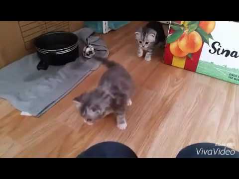 Kittens Pippa X Mickey, 23 dagen