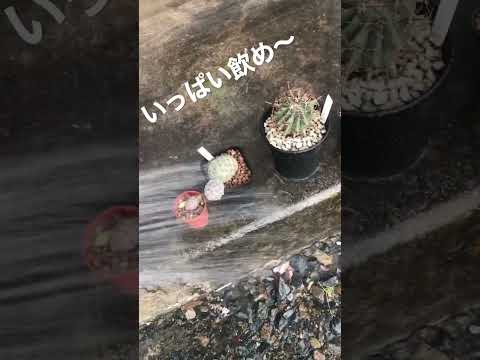 サボテンと多肉植物の水やりについて知っておくべきこと - 量、頻度、避けるべき間違い!  庭園