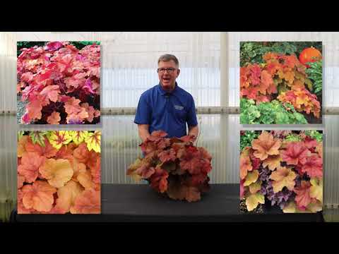 TERRA NOVA® Nurseries, Inc. - Heuchera 'Southern Comfort'