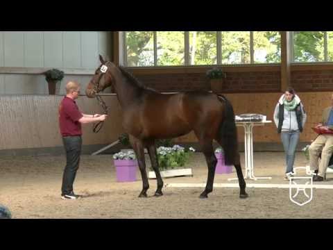 32 Holsteiner Stute Eternity von Stakkato   Concept   Calido I   Landgraf I