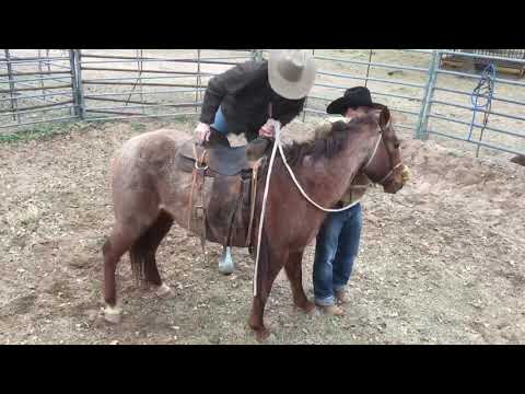 Texas Bronc Ride/Colt Starting