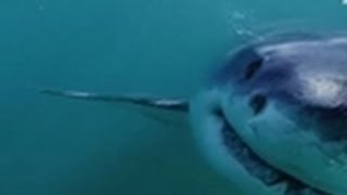 Shark Attack - Australia