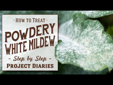 , title : '★ How to: Treat Powdery White Mildew (A Complete Step by Step Guide)'