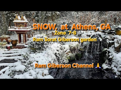 SNOW, at Athens, GA  zone 7-8,Ram Sorat Giberson garden, Ram Giberson Channel 🙏 ♡