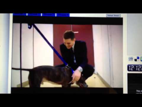 Michael Buble on the Paul O'Grady's FOR THE LOVE OF DOGS