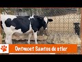 Pippi's heeft een nieuwe inwoner! | DierenpraatTV