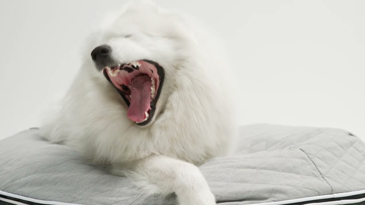 Do indestructible, chewproof, washable Dog beds exist ... ambient lounge® come close.