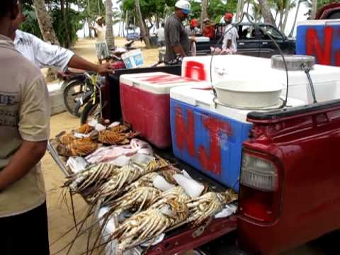 visafslag in las terrenas, samana, dominicaanse republiek