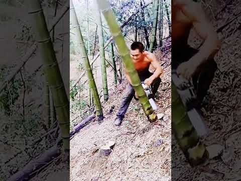 A Chinese man cut bamboo with a chainsaw and worked hard to earn money