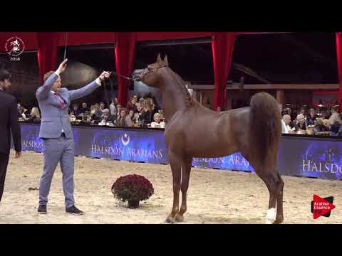 N.176 MARSEVARNO - Lier 2018 - 6-7 Years Old Stallions (Class 12)