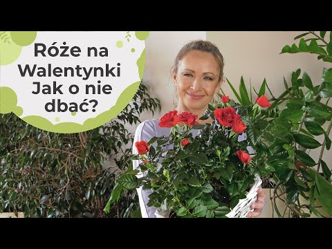Róże na Walentynki. Miniaturowe doniczkowe różyczki - uprawa i pielęgnacja.