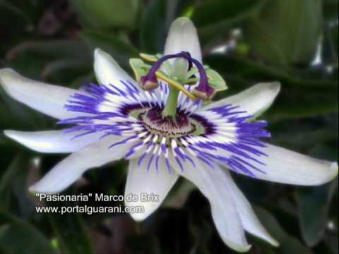 Pasionaria -  Marco de Brix