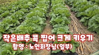 작은 배추 콕 찝어 크게 키우기 촬영 노인회장님 (일부영상) 괴산절임배추 괴산배추 가을배추 김장배추 [배추재…