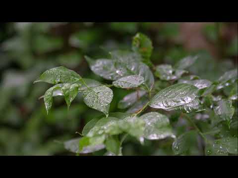 Regengeräusche zum Entspannen (60 Min.) Naturgeräusche für Meditation, Studium, Schlaf, Ruhe #regen