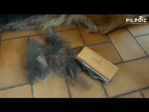 Vidéo client chien poils longs 5