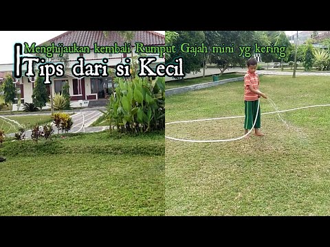 Cara Merawat dan menghijaukan kembali tanaman rumput gajah mini yg kuning dan kering
