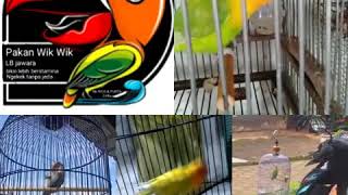 Download lagu Korban vitamin plus pakan lb wik wik mp3