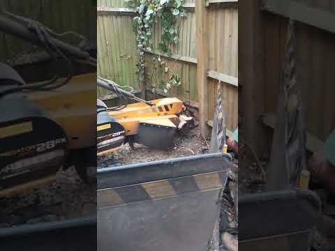 RAY'S LANDSCAPES video.