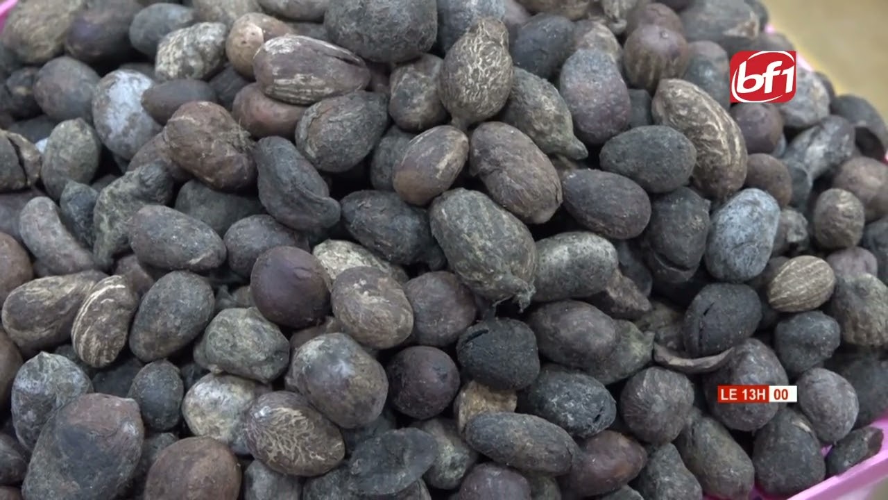 Exportations frauduleuses des noix de karité : près de 2000 tonnes d'amandes saisies par BMCRF