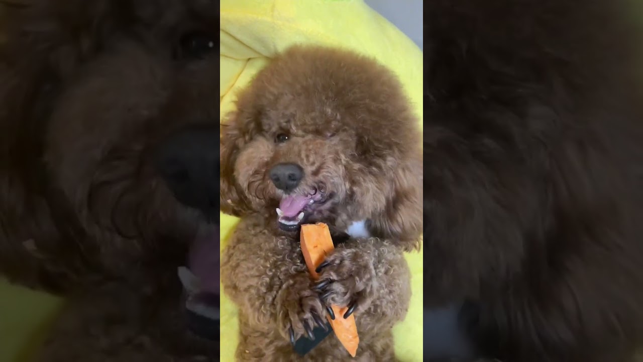 01e678ef30287fc101037001904866cfaf 258