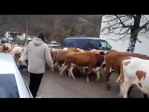 Uživo blizu biračkog mesta u Mionici