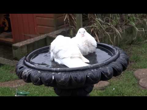 White doves having a wash in the bird bath