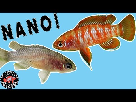 Badis šarlátový (Dario dario) — starostlivosť, kŕmenie a chov mikropredátora