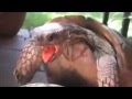 Funny Turtle Vine, Panting