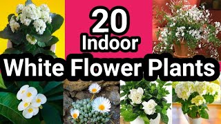 Download lagu Top 20 Indoor White Flower Plants/Low Light Flower Plants/Best Flower Plants for Indoors mp3 Download lagu Top 20 Indoor White Flower Plants/Low Light Flower Plants/Best Flower Plants for Indoors mp3