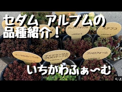 コーラルベリー 植物