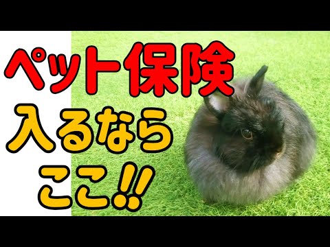 ウサギに自分の仕事の場所を教えるにはどうすればよいでしょうか?