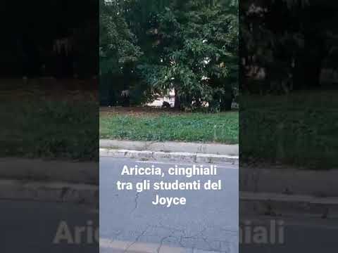 Cinghiali tra gli studenti del Liceo Joyce di Ariccia (VIDEO)