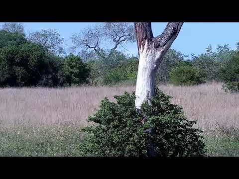 Djuma: Impala ram - 09:55 - 04/23/2022