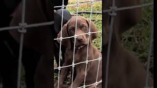 Video preview image #2 Labmaraner-Weimaraner Mix Puppy For Sale in WILDWOOD, FL, USA