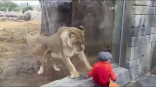 Lion attack humans caught on camera! [2017]
