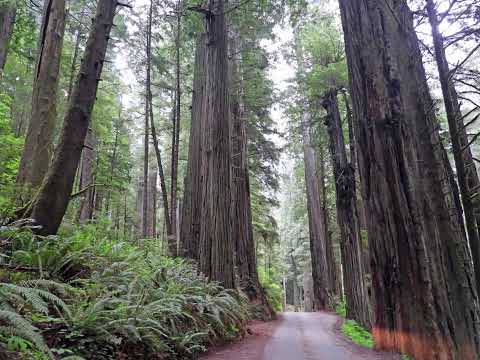 Castle Wyegates is nestled deep in the Redwoods