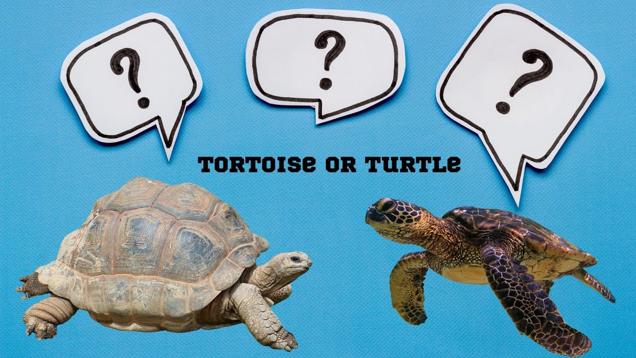 Turtle vs Tortoise ! What is the difference? Did you know!