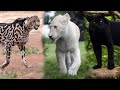 King Cheetah Singa Putih Harimau Hitam Dan Keunikan Kucing Besar Lainnya